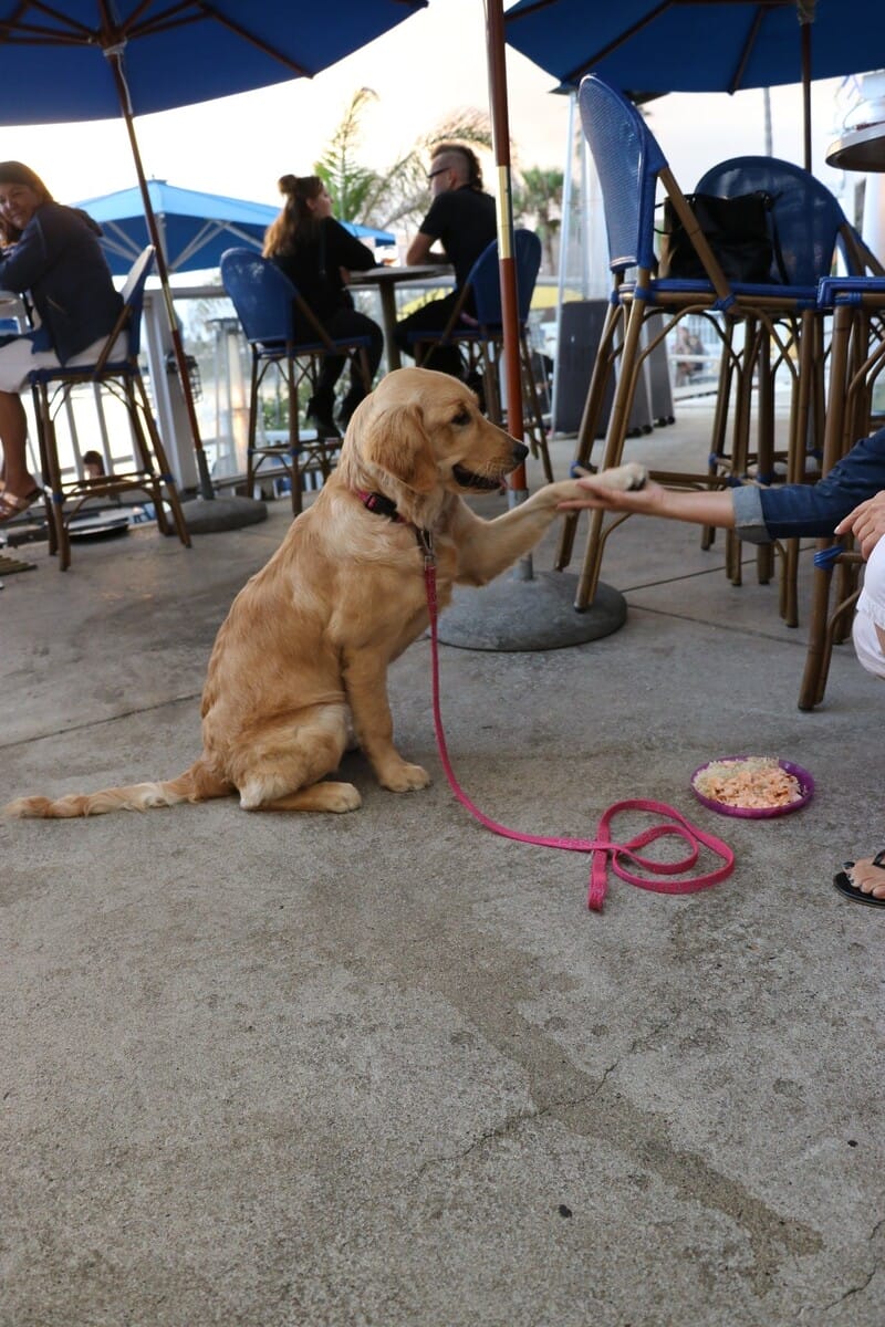 9 Dog Friendly Places To Dine With Your